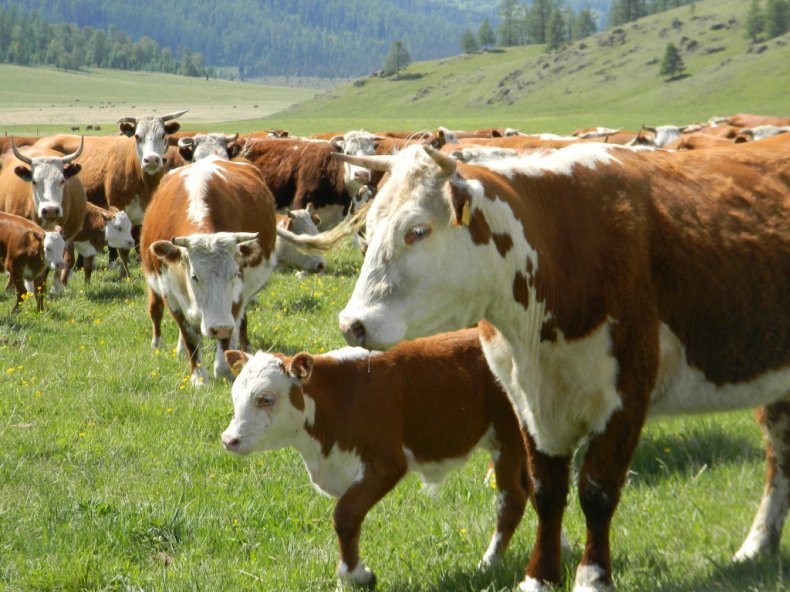 Коровы породы Казахская белоголовая