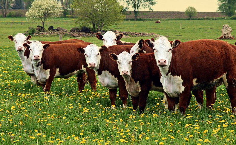 Коровы породы Казахская белоголовая