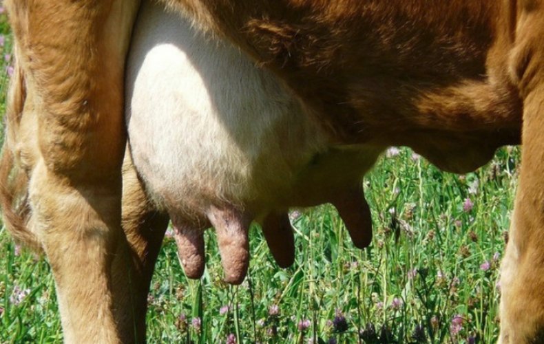 Болезни молоко с кровью у коровы thumbnail