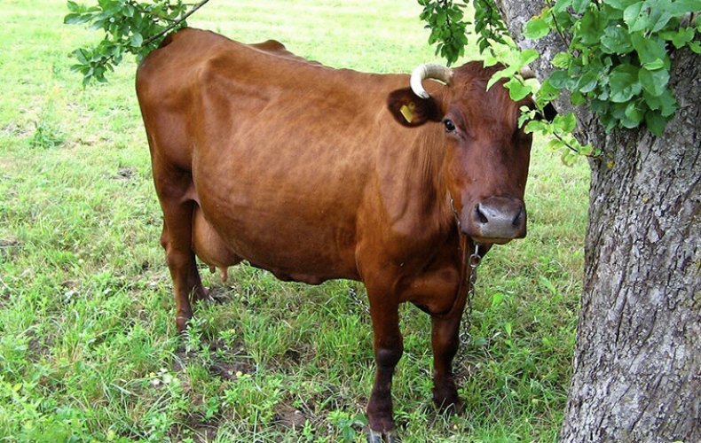 Красногорбатовская корова