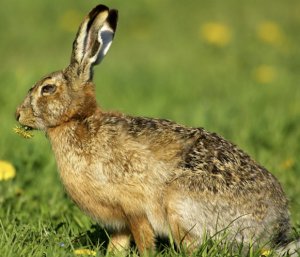Клещ (меховой, подкожный, ушной) у кролика: симптомы и лечение