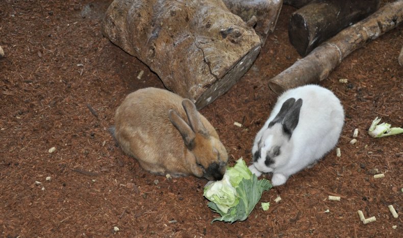 кормление, кролик, кормить, кормить кроликов, пищеварительные процессы, смесей корма