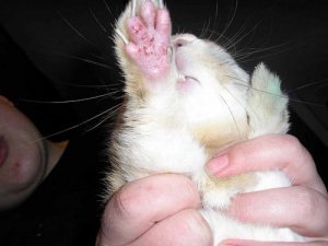 Пододерматит у кроликов (натоптыши): симптомы и лечение
