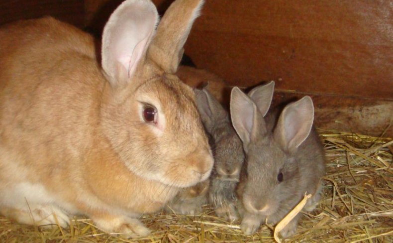 Крольчиха с кроликами