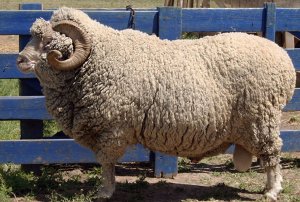 Мериносовые овцы