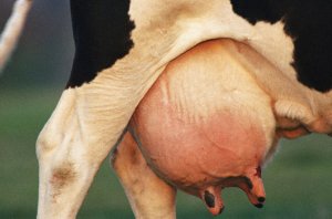 Молочные камни у коров