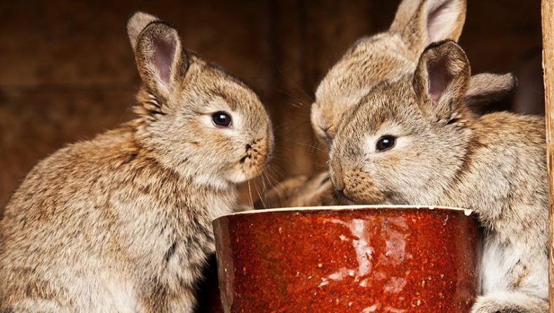 кормление, кролик, кормить, кормить кроликов, пищеварительные процессы, смесей корма
