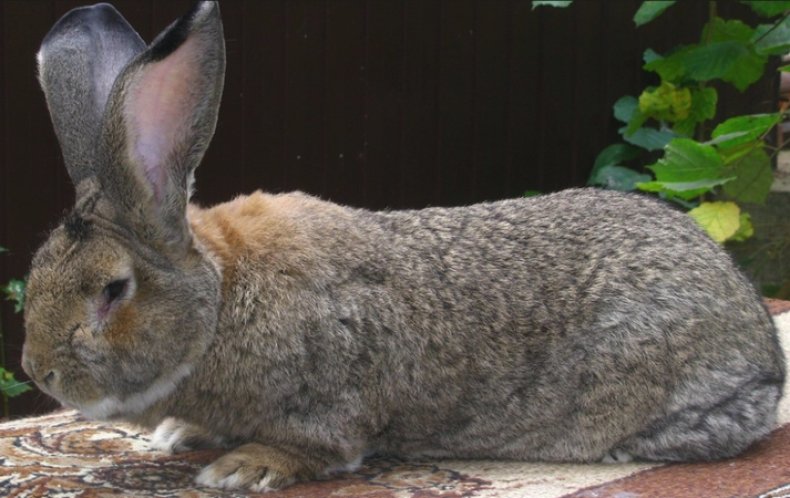 Кролик породы обер