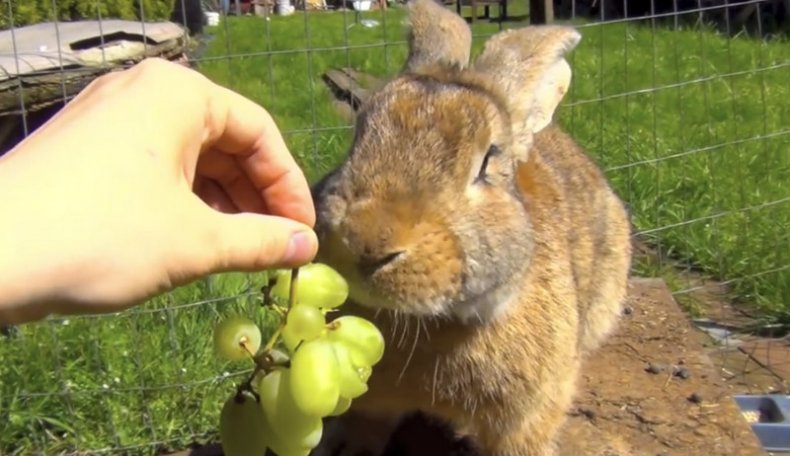 Кролик кушает ягоды винограда