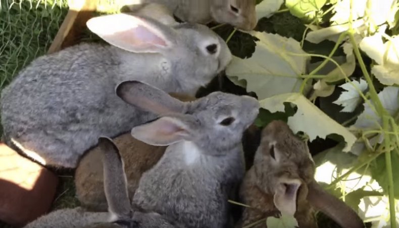 Кролики едят виноградные листья