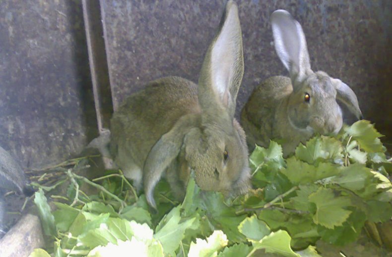 Кормление кроликов листьями винограда