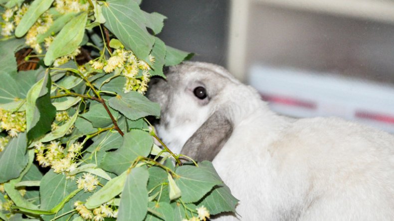 Кролик ест ветки