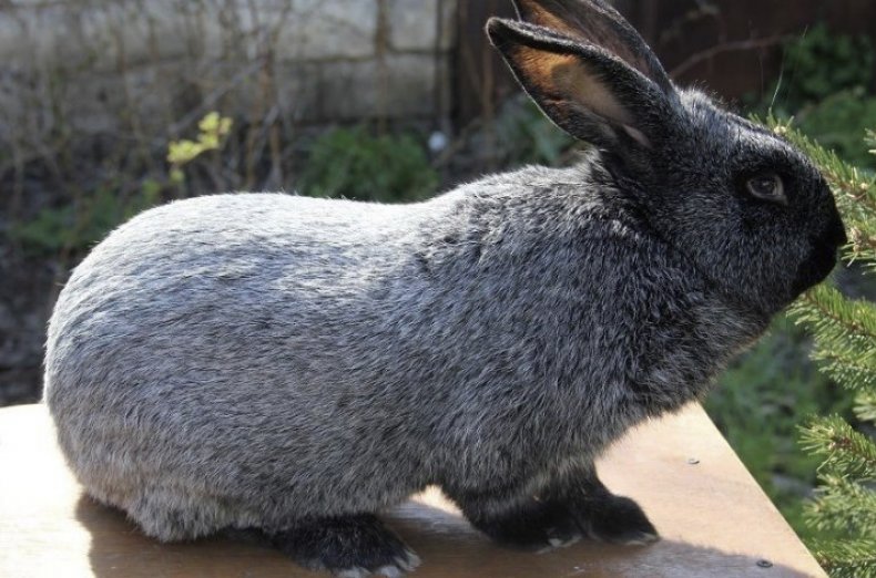 Кролик породы Полтавское серебро