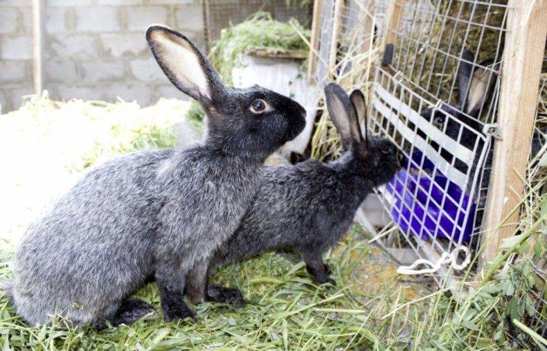 Кролики возле клетки
