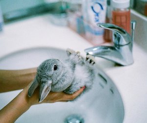 Мыть кролика