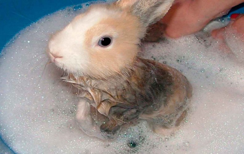 Мыть кролика