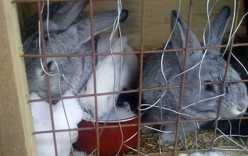 Кролики едят снег