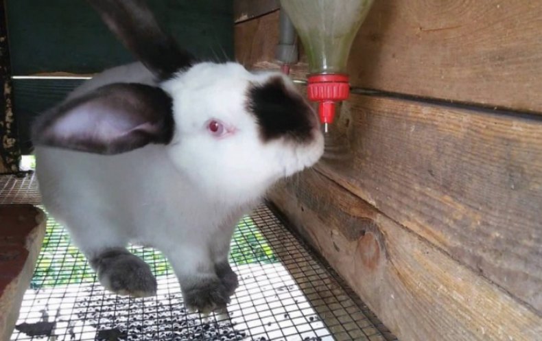 Кролик пьют воду