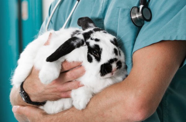 Прививки для кроликов какие когда и как делать