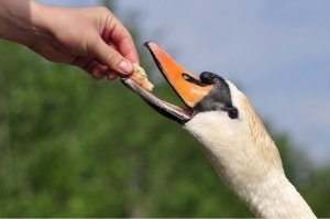 Что едят и чем кормить лебедей