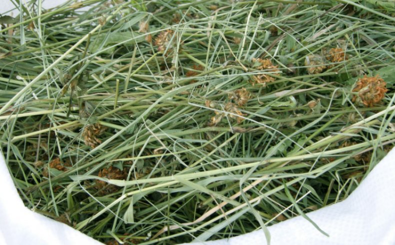 Сухая трава для кролика