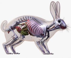 Внешнее строение кролика. Анатомия кролика: строение скелета, форма черепа, внутренние органы