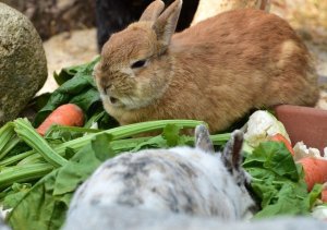 Можно ли кормить кроликов свёклой