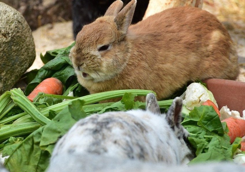 Можно давать кроликам картошку. Питание кроликов. Еда для кроликов. Кормление кроликов. Кролик кушает.