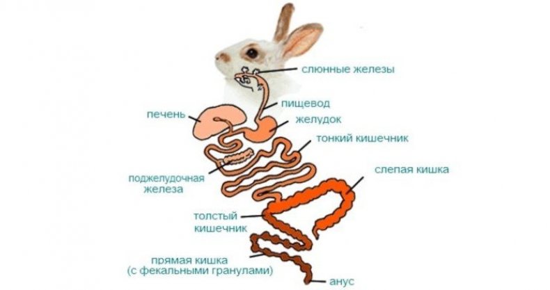 Пищеварительная система кроликов