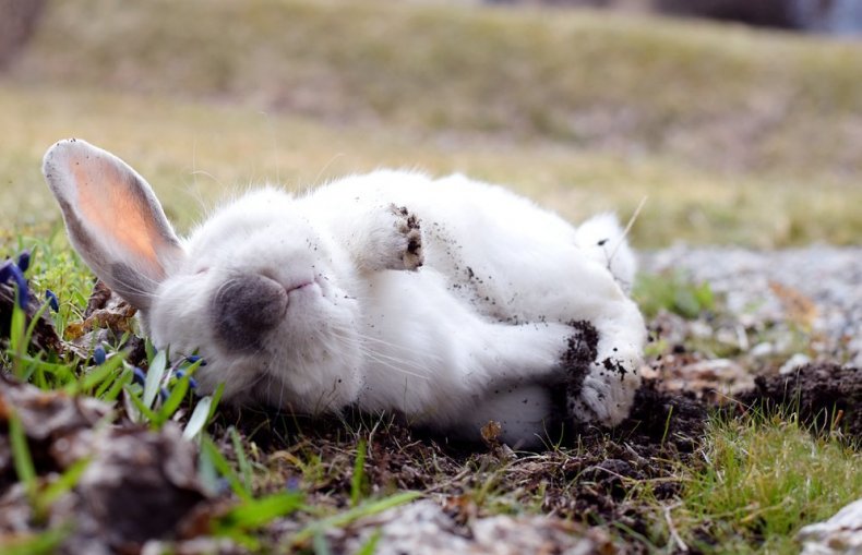 Кролик постоянно лежит
