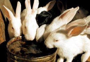Кролики пьет воду