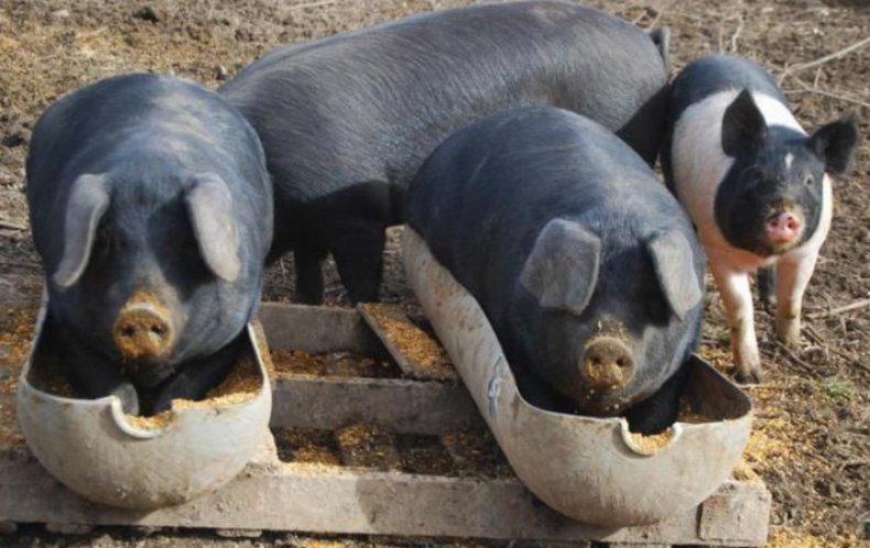 Свиньи едят жом