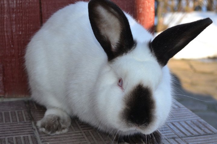 Разведение кроликов на даче плюсы и минусы, как ухаживать