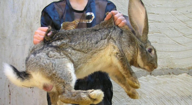 Разведение кроликов на даче