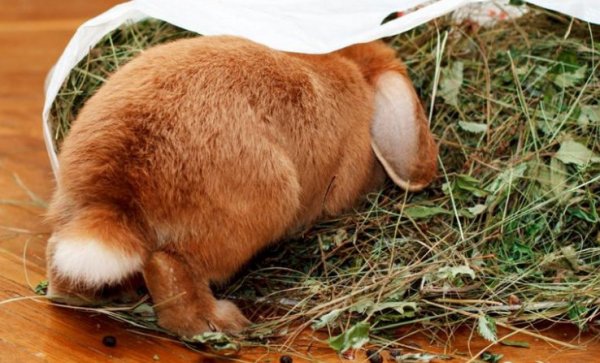 Разведение кроликов на даче плюсы и минусы, как ухаживать