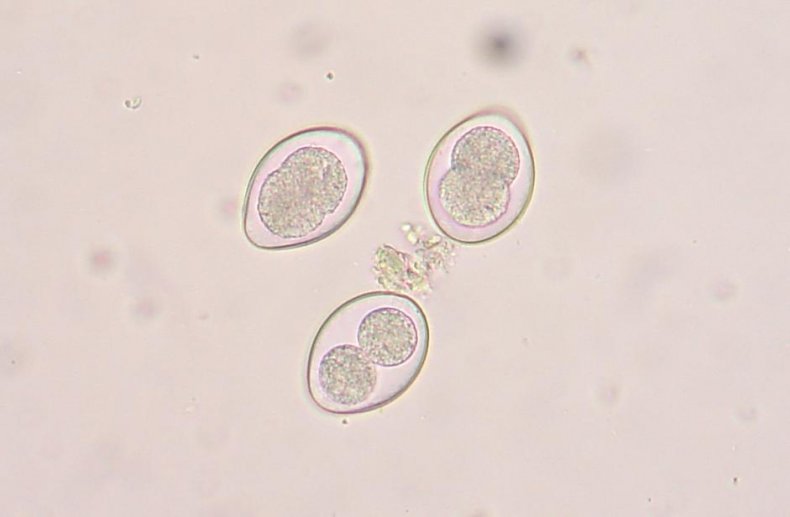 Одноклеточный паразит из подкласса Coccidiasina
