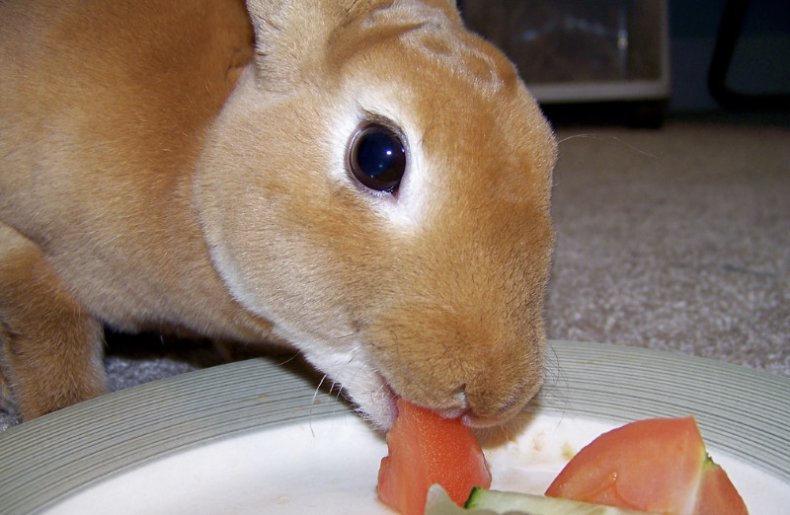 Кролик ест томат