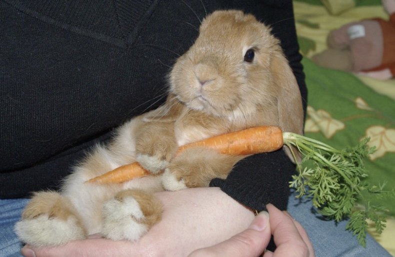 Морковь для кролика