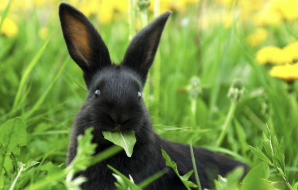 Можно давать коноплю кроликов марихуана язва желудка