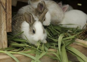 Зелёный корм для кроликов