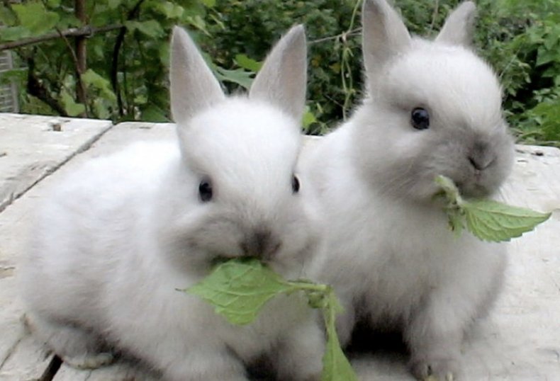 Крольчата кушают крапиву