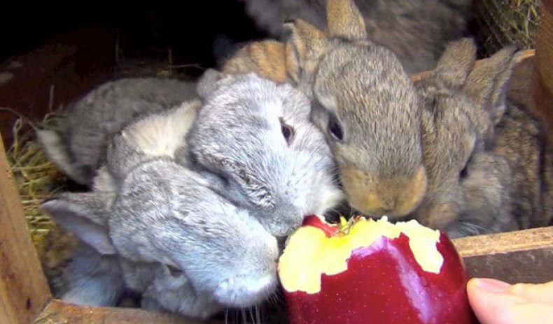 Кролики едят яблоко