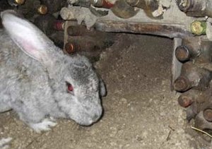 Кролик в яме