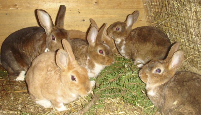 Питание кроликов