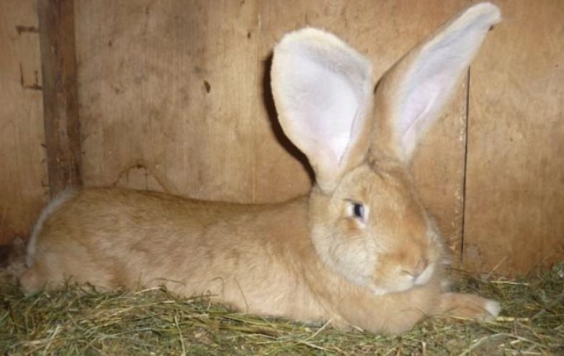 Кролик голден ризен