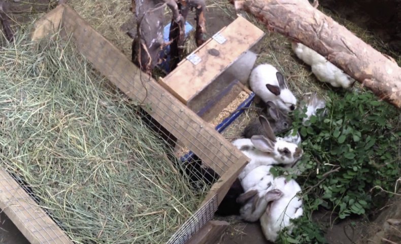 Кролики в яме