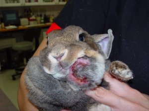 Абсцесс у кролика причины возникновения, симптомы, места возникновения, как лечат