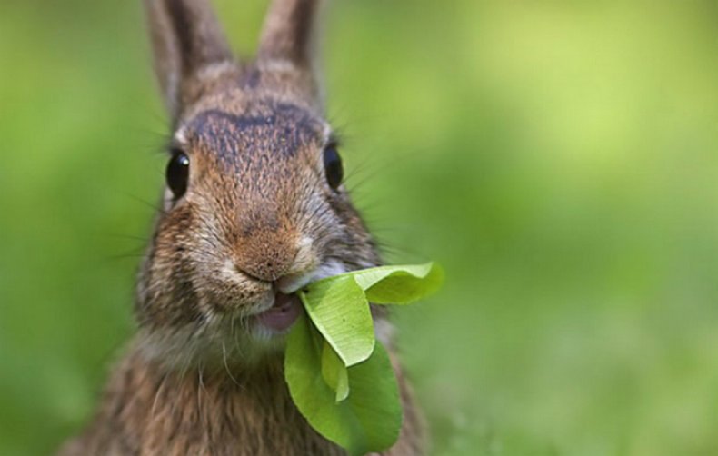 Кролик кушает щавель