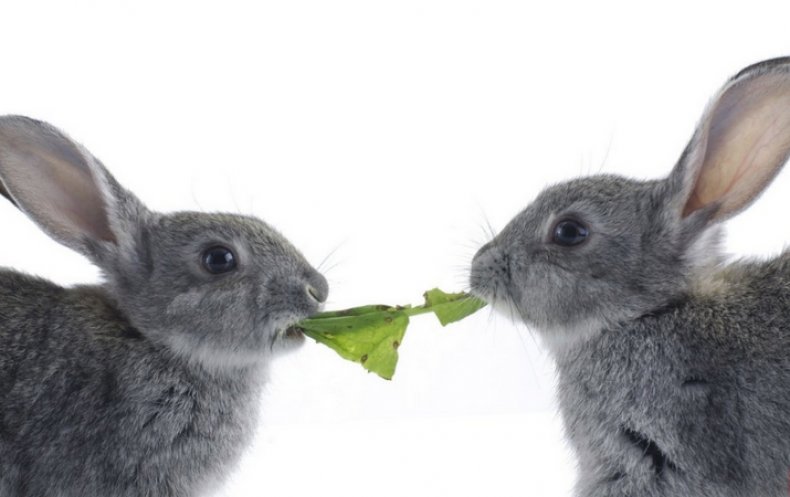 Кролики кушают щавель