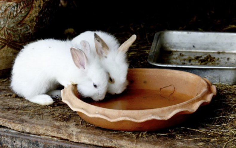 Кролики пьют воду